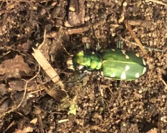 Cicindela patruela