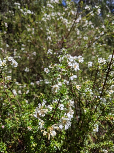 Bauera rubioides observed 2026-10-24