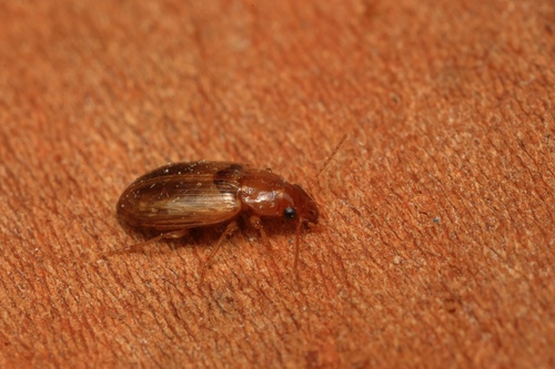 Bradycellus verbasci