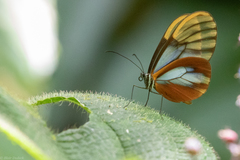 Greta alphesiboea