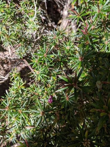 Cyathodes glauca observed 2026-10-24