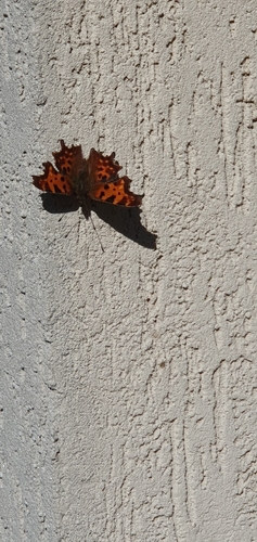 European Comma photograph by the iNaturalist community