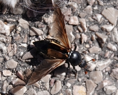 Nicrophorus carolina