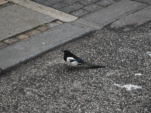 Eurasian Magpie photograph by the iNaturalist community