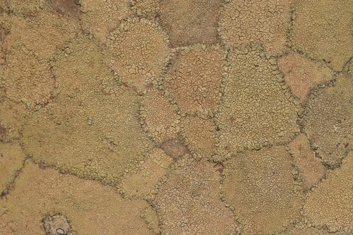 Acarospora fuscata