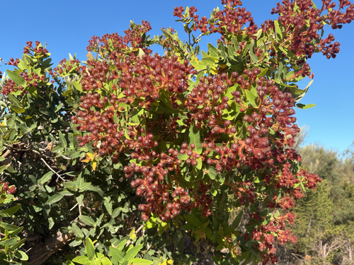 Angophora hispida, 2026-10-24