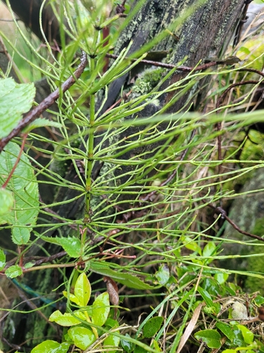 field horsetail photograph by the iNaturalist community