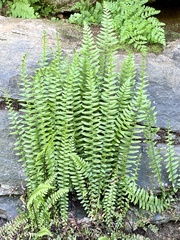 Asplenium platyneuron