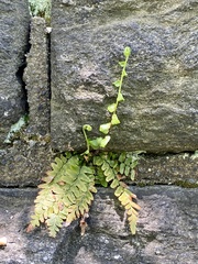 Asplenium platyneuron