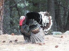 Meleagris gallopavo mexicana