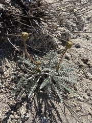 Chaenactis santolinoides
