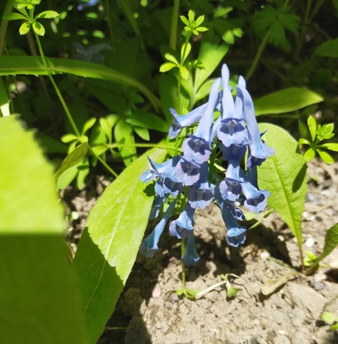 Image of Korean Corydalis (Corydalis turtschaninovii) by no rights reserved