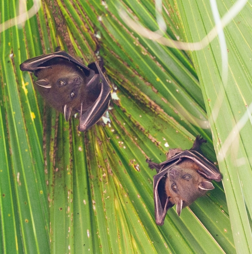 Cynopterus sphinx observed 2026-10-24