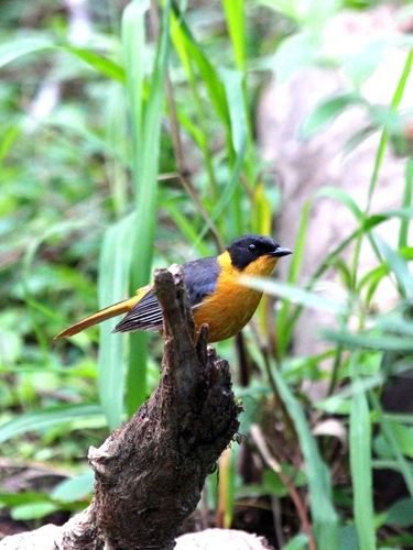 iNaturalist image
