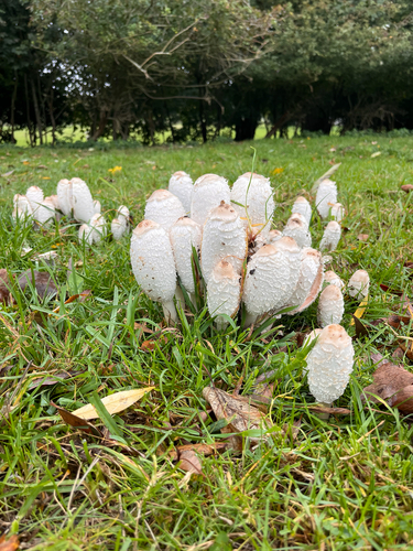 Shaggy Mane photograph by the iNaturalist community