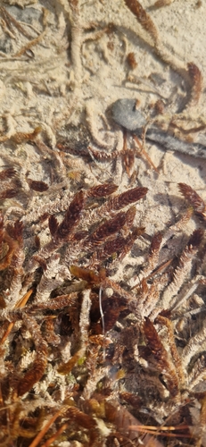 Scorpidium scorpioides observed 2026-10-24