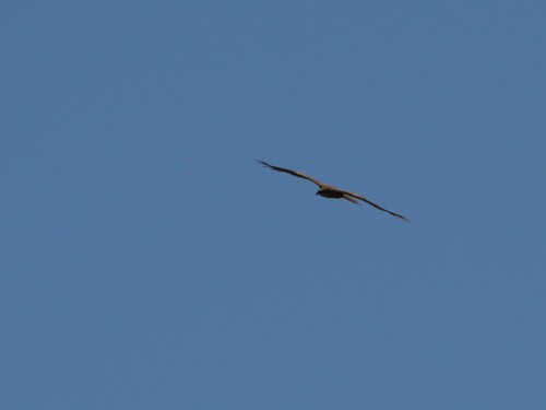Black Kite photograph by the iNaturalist community