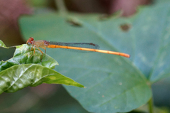 Ceriagrion calamineum