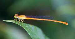 Ceriagrion calamineum