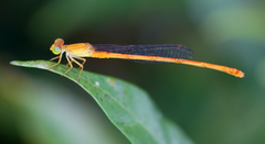 Ceriagrion calamineum