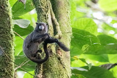 Saguinus fuscicollis