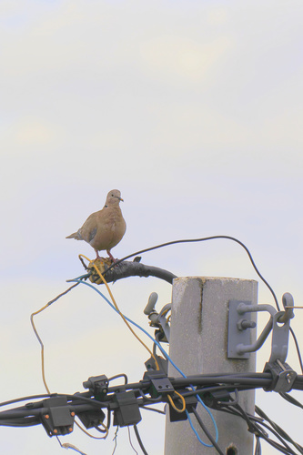 Eurasian Collared-Dove photograph by the iNaturalist community