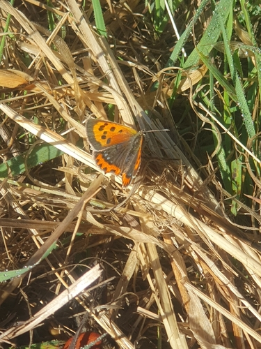 Small Copper photograph by the iNaturalist community