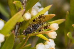 Austrotephritis bushi