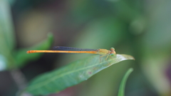 Ceriagrion calamineum