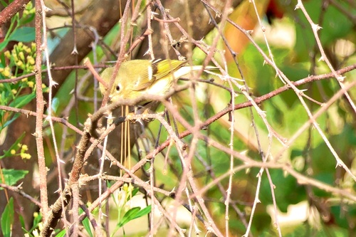 Ruby-crowned Kinglet photograph by the iNaturalist community