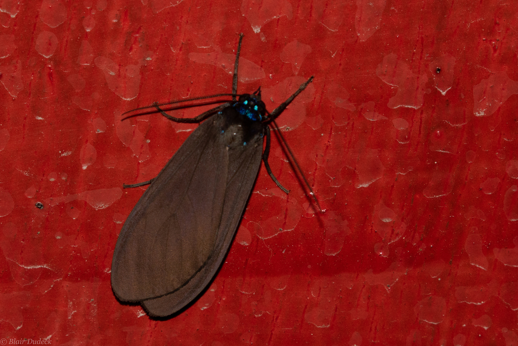 Opharus procroides