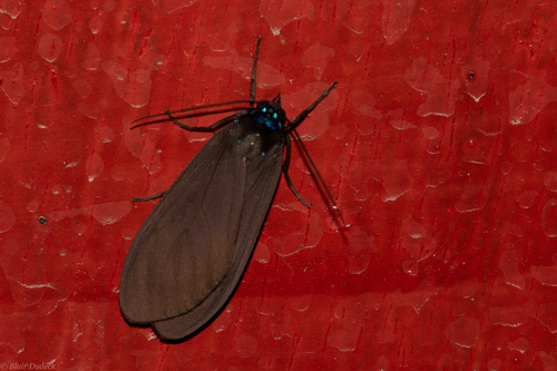 Opharus procroides