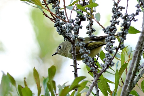 Ruby-crowned Kinglet photograph by the iNaturalist community
