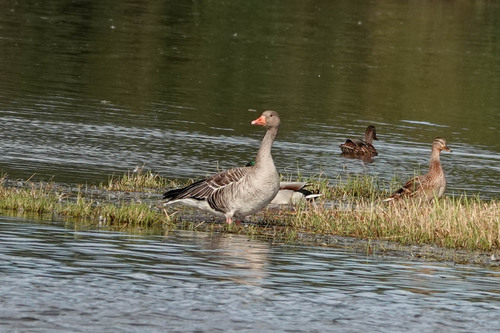 Greylag Goose photograph by the iNaturalist community