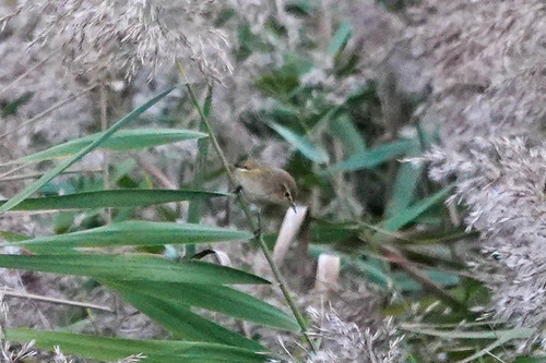 Common Chiffchaff photograph by the iNaturalist community