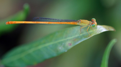 Ceriagrion calamineum