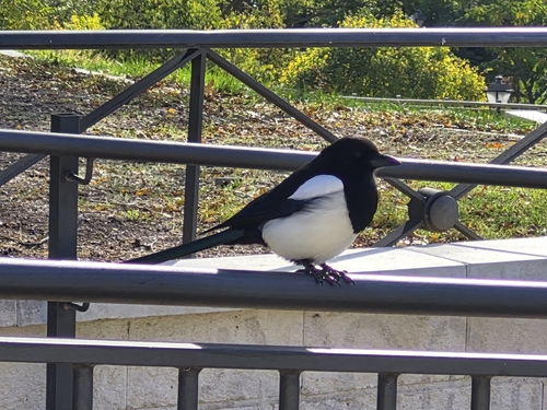 Eurasian Magpie photograph by the iNaturalist community
