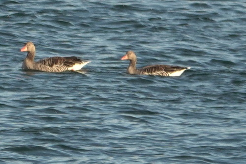 Greylag Goose photograph by the iNaturalist community