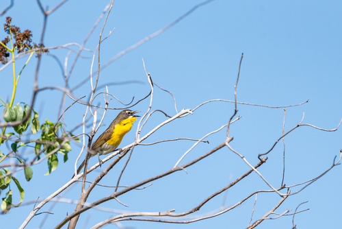 Yellow-breasted Chat
