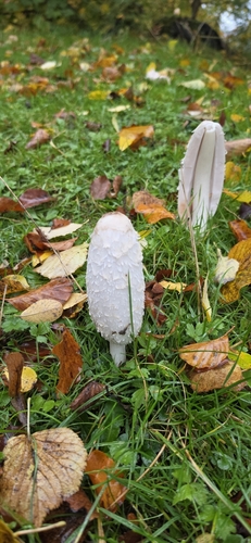 Shaggy Mane photograph by the iNaturalist community