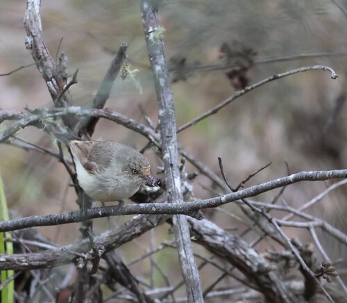 Acanthiza reguloides observed 2026-10-24
