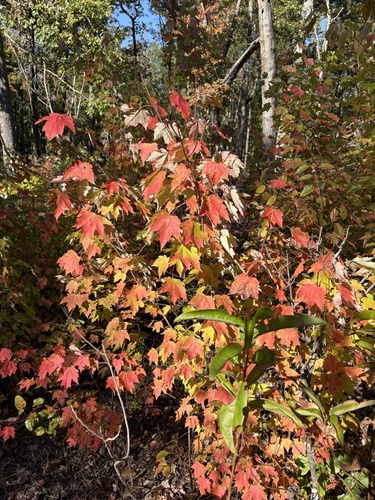 red maple photograph by the iNaturalist community