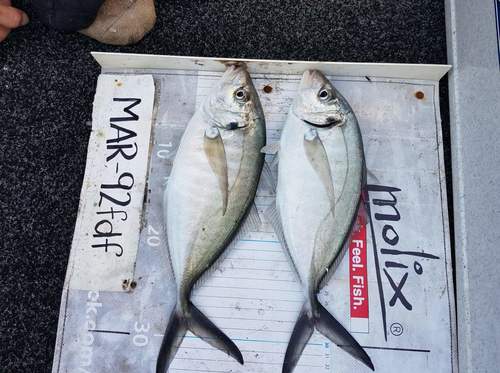 Sand trevally (Pseudocaranx wrighti) — Carangidae — 2