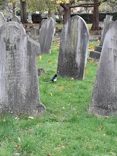 Eurasian Magpie photograph by the iNaturalist community