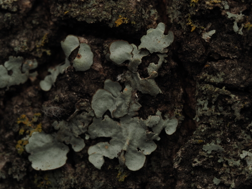 Leather Lichen