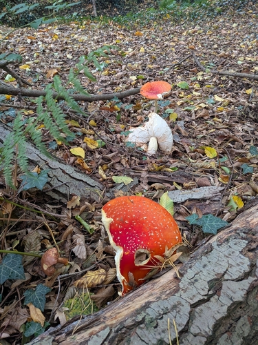 Fly Agaric photograph by the iNaturalist community