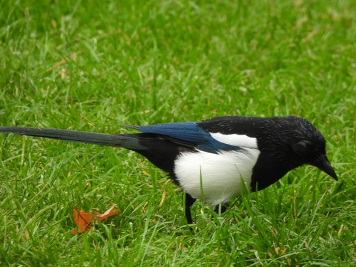 Eurasian Magpie photograph by the iNaturalist community