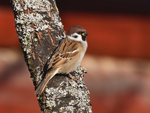 Eurasian Tree Sparrow photograph by the iNaturalist community
