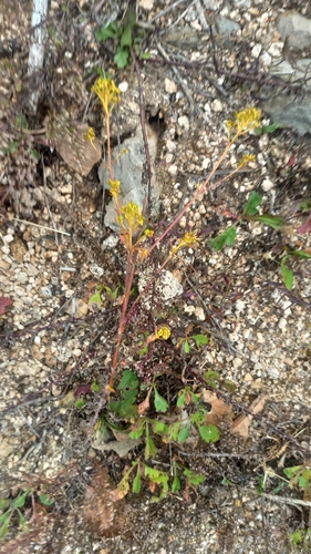 Patrinia scabiosifolia observed 2026-10-24