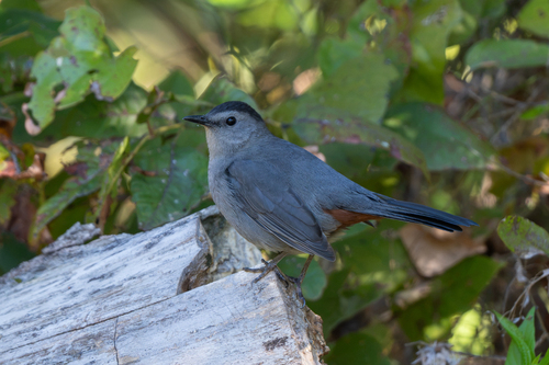 Gray Catbird photograph by the iNaturalist community